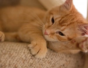 orange tabby kitten on brown textile thumbnail