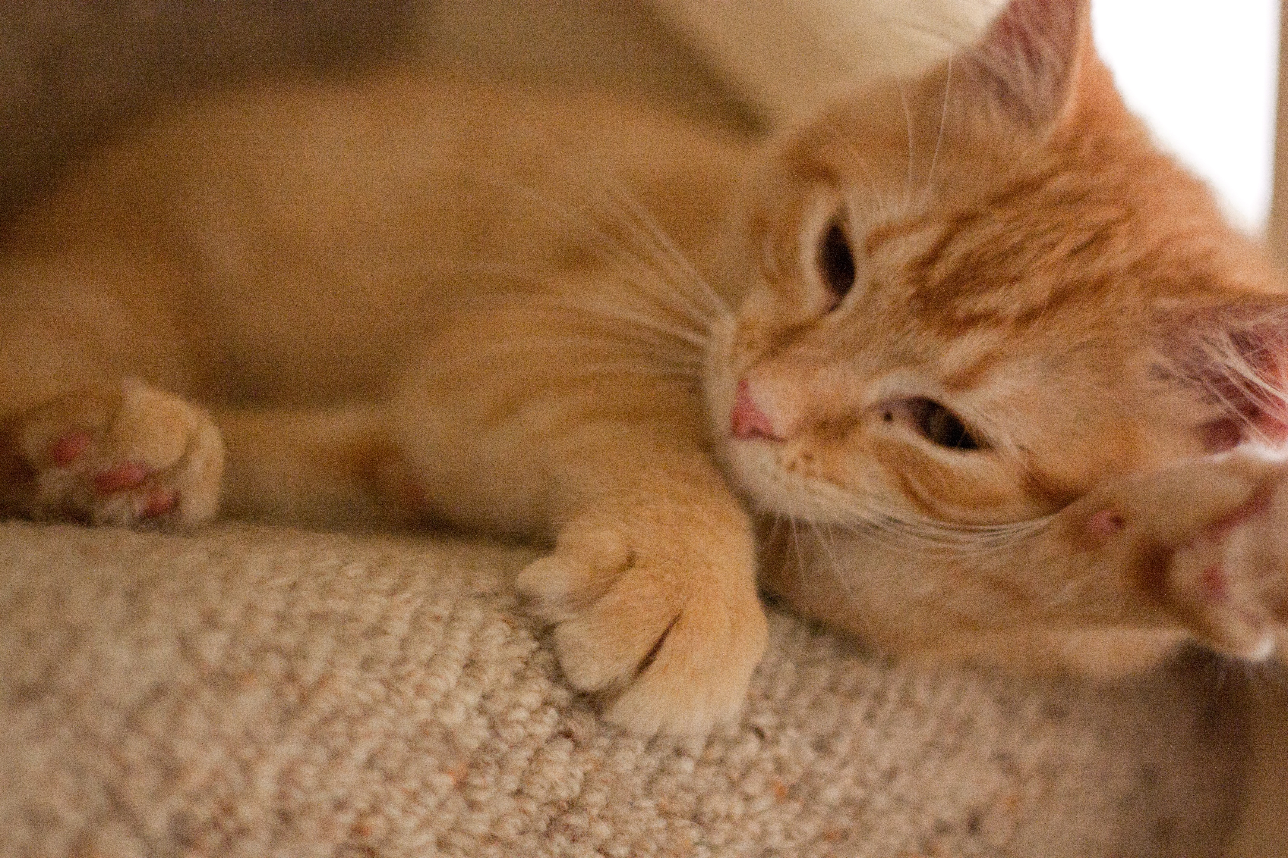 orange tabby kitten on brown textile