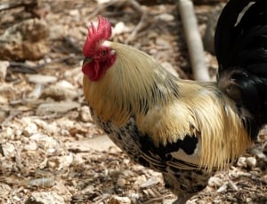 black and brown rooster thumbnail