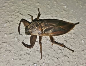 black and brown insect thumbnail