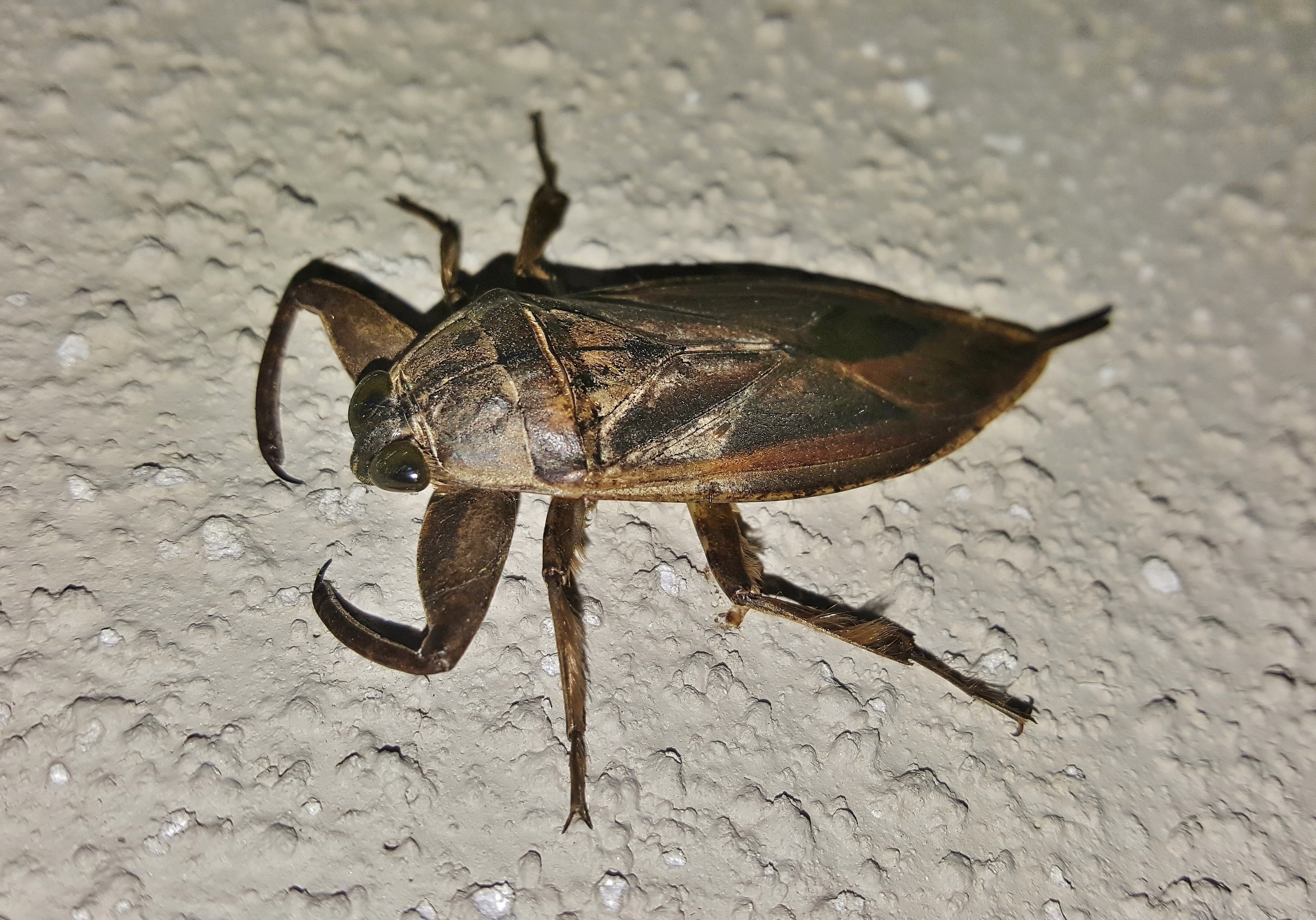 black and brown insect