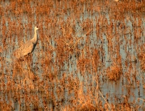 Wings, Swamp, Feather, Fly, Bird, textured, backgrounds thumbnail