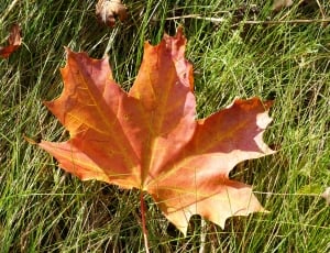 dried maple leaf thumbnail
