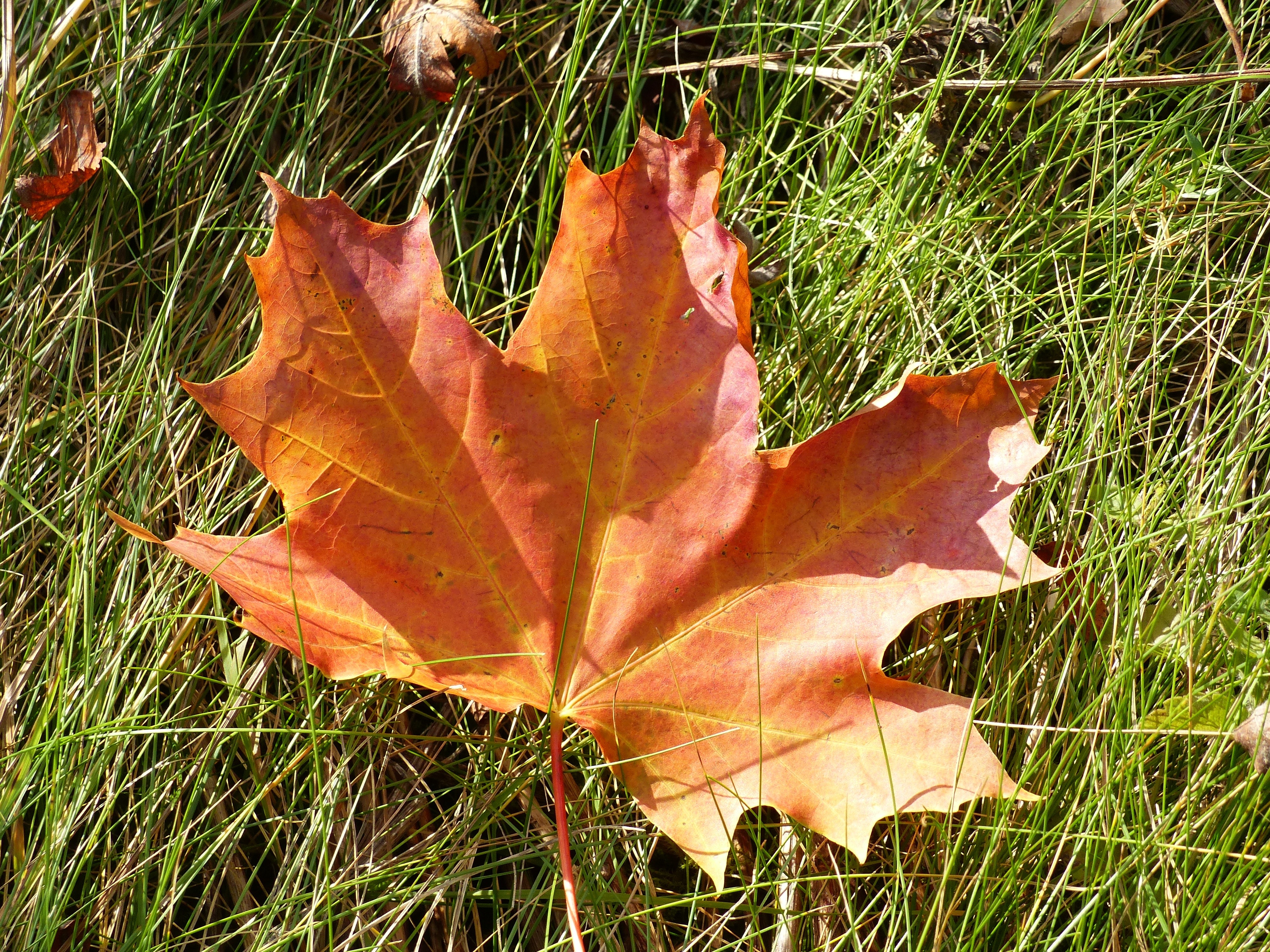 dried maple leaf
