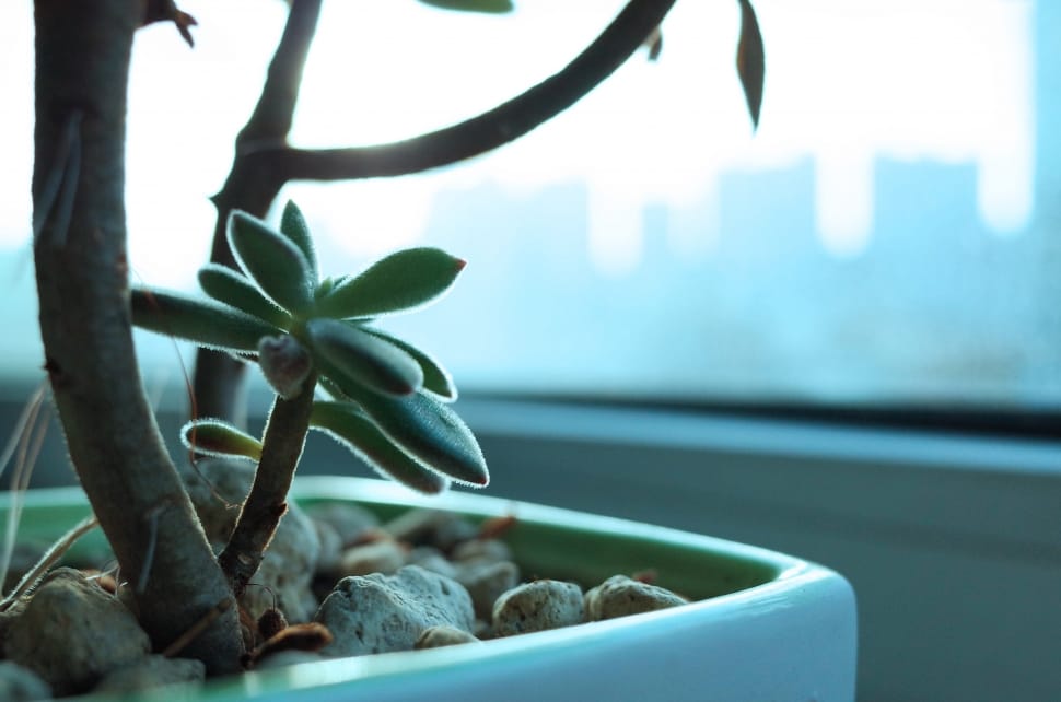 succulent plant preview