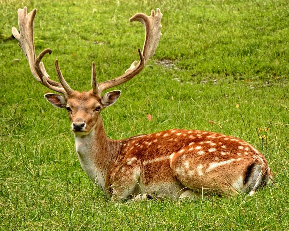 brown deer lying on a green grass field during daytime preview