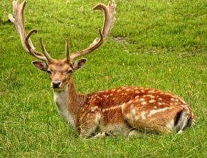 brown deer lying on a green grass field during daytime thumbnail