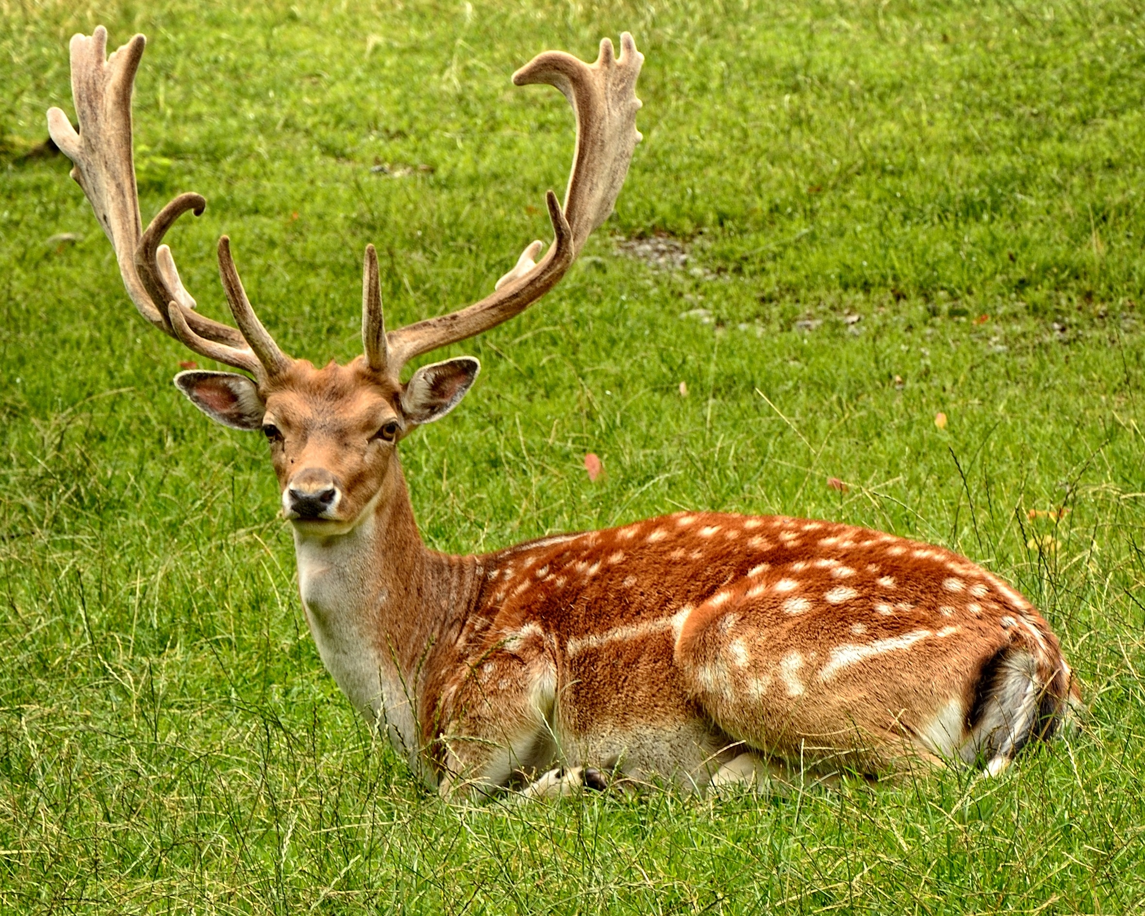 brown deer lying on a green grass field during daytime