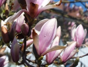 Magnolia, Blossom, Bloom, Dew, flower, pink color thumbnail