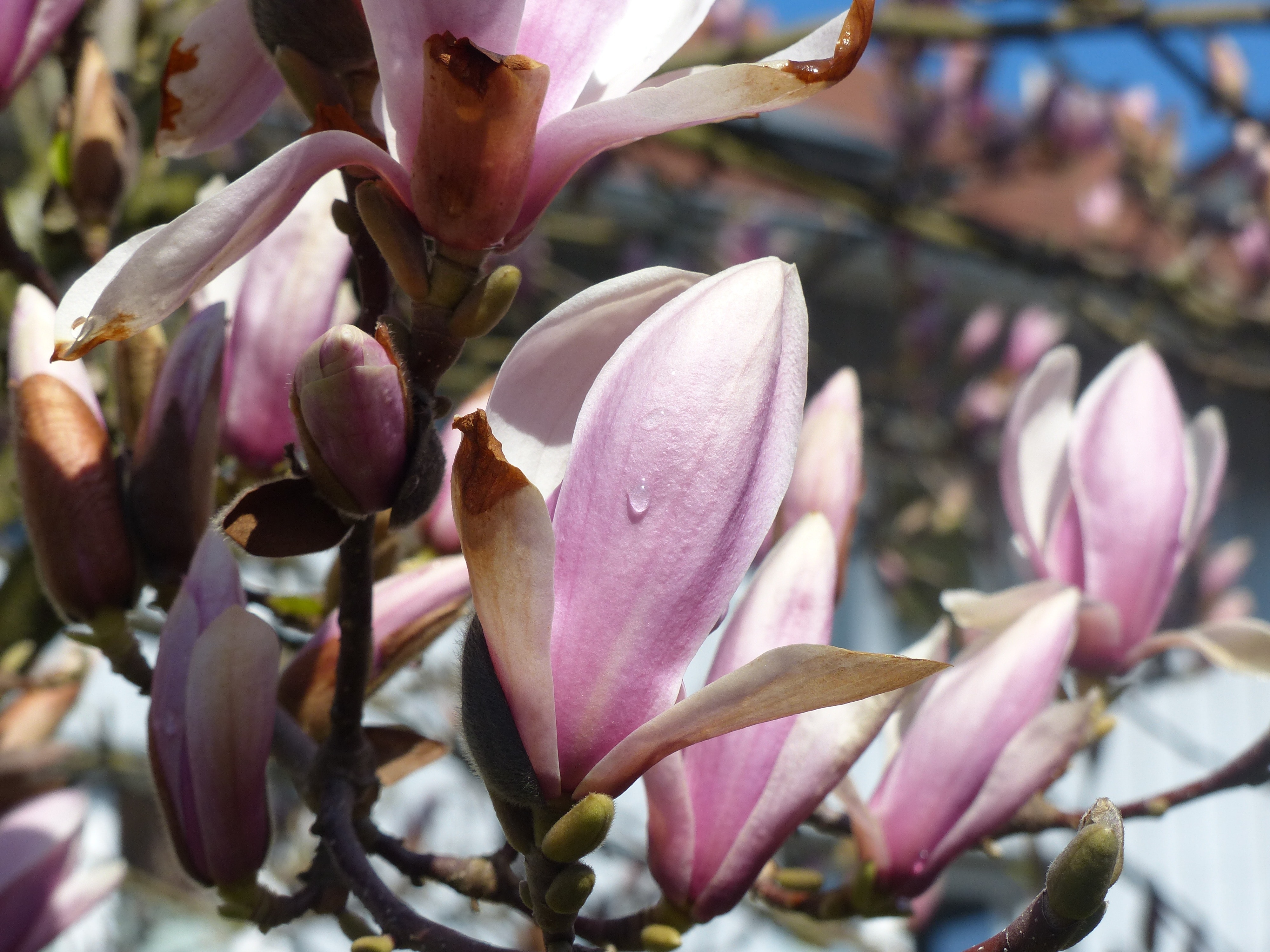 Magnolia, Blossom, Bloom, Dew, flower, pink color