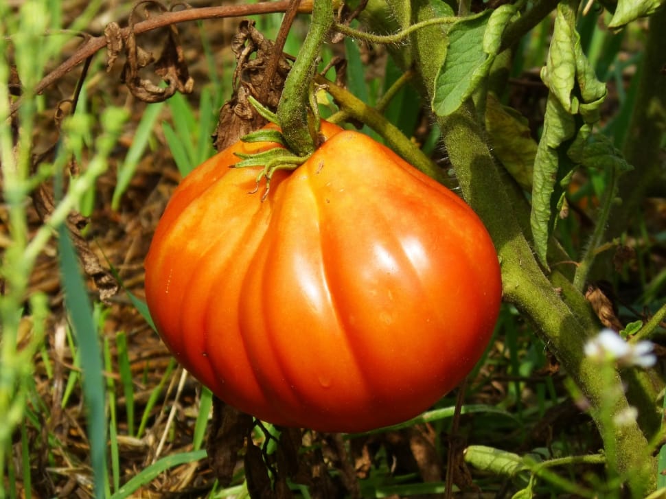 orange tomato preview