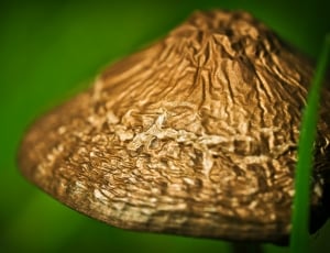 Mushroom, Meadow Mushroom, close-up, brown thumbnail