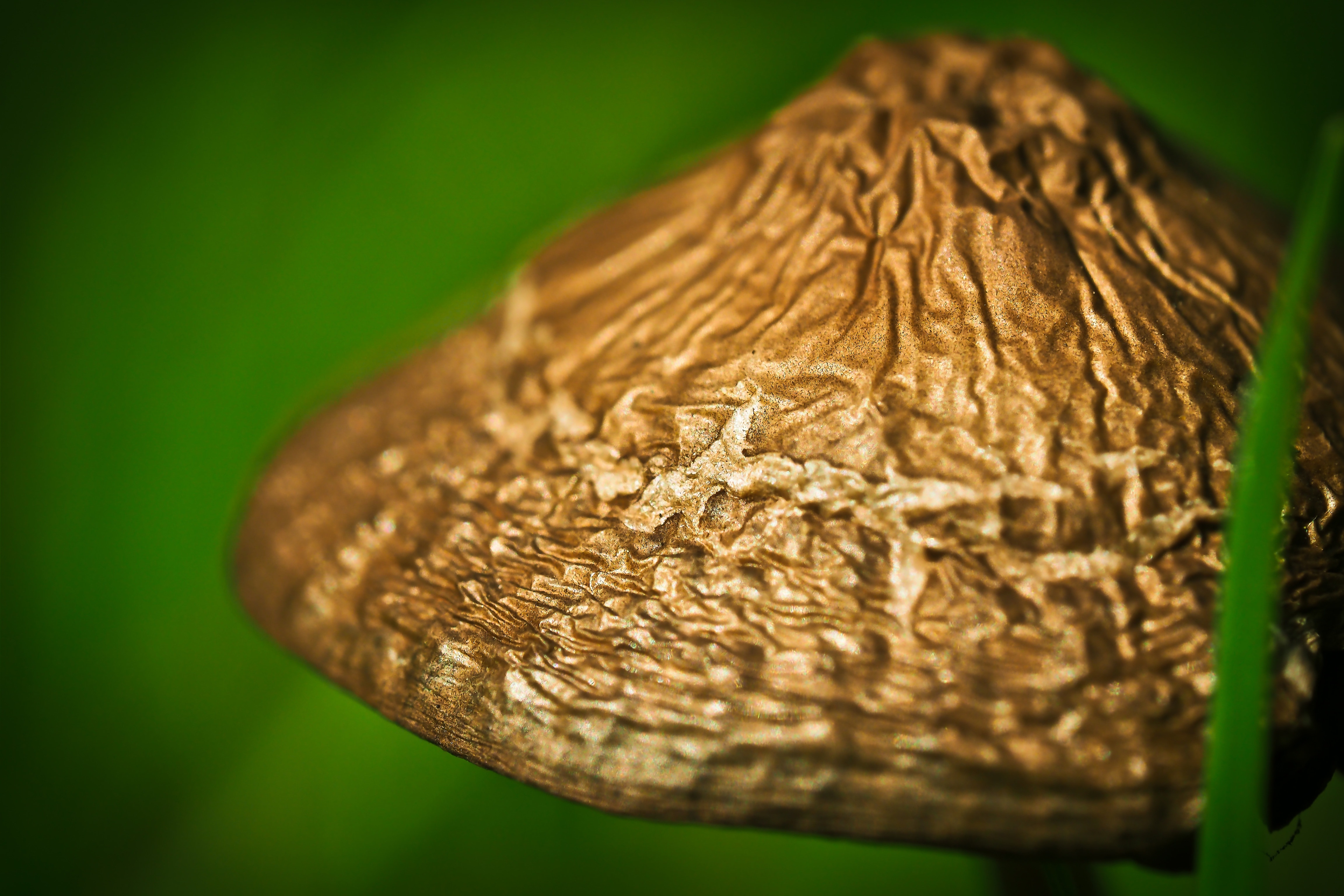 Mushroom, Meadow Mushroom, close-up, brown