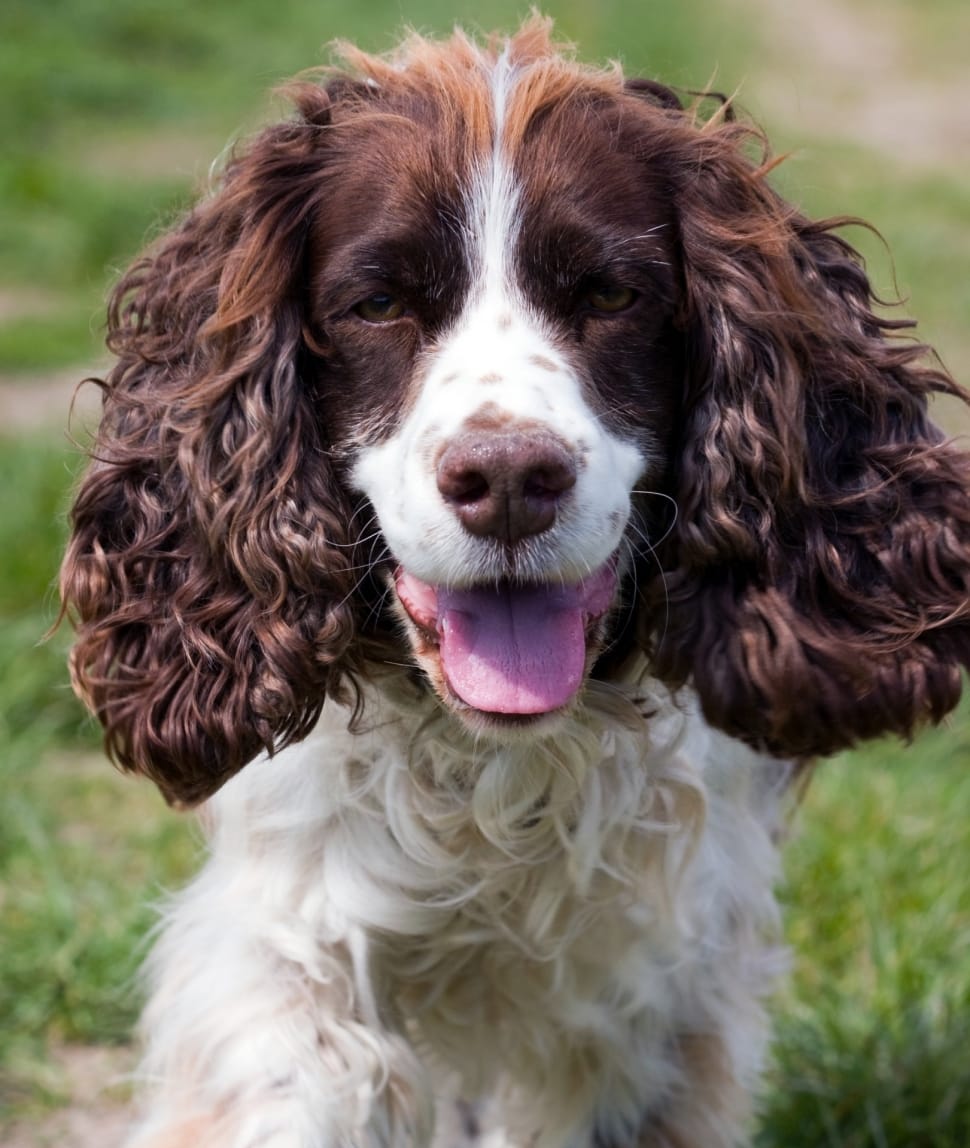 white english springer spaniel