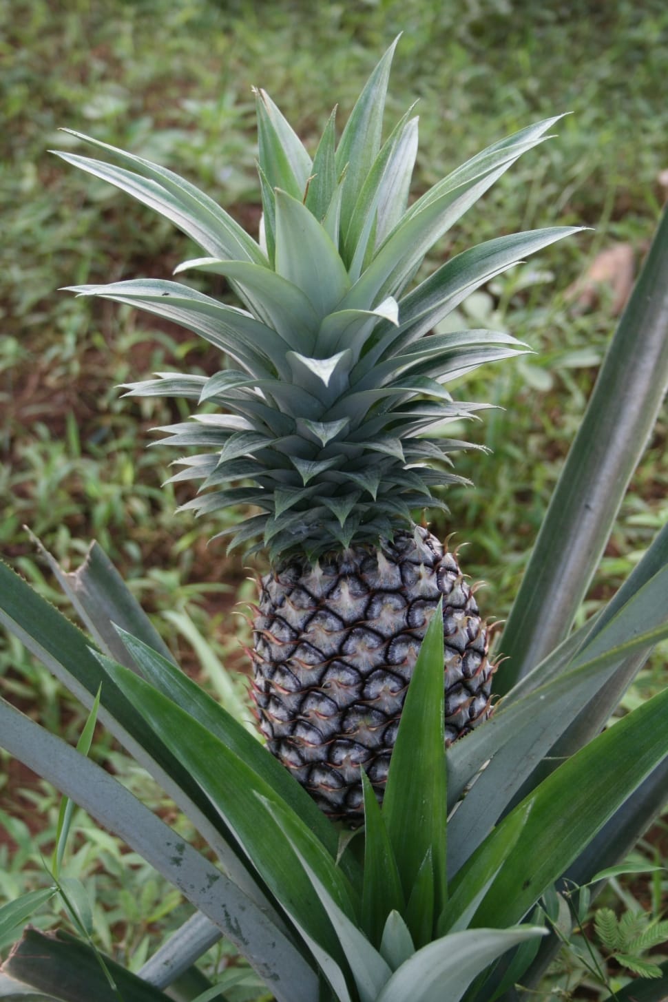 close up photo of pineapple fruit preview