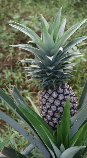 close up photo of pineapple fruit thumbnail