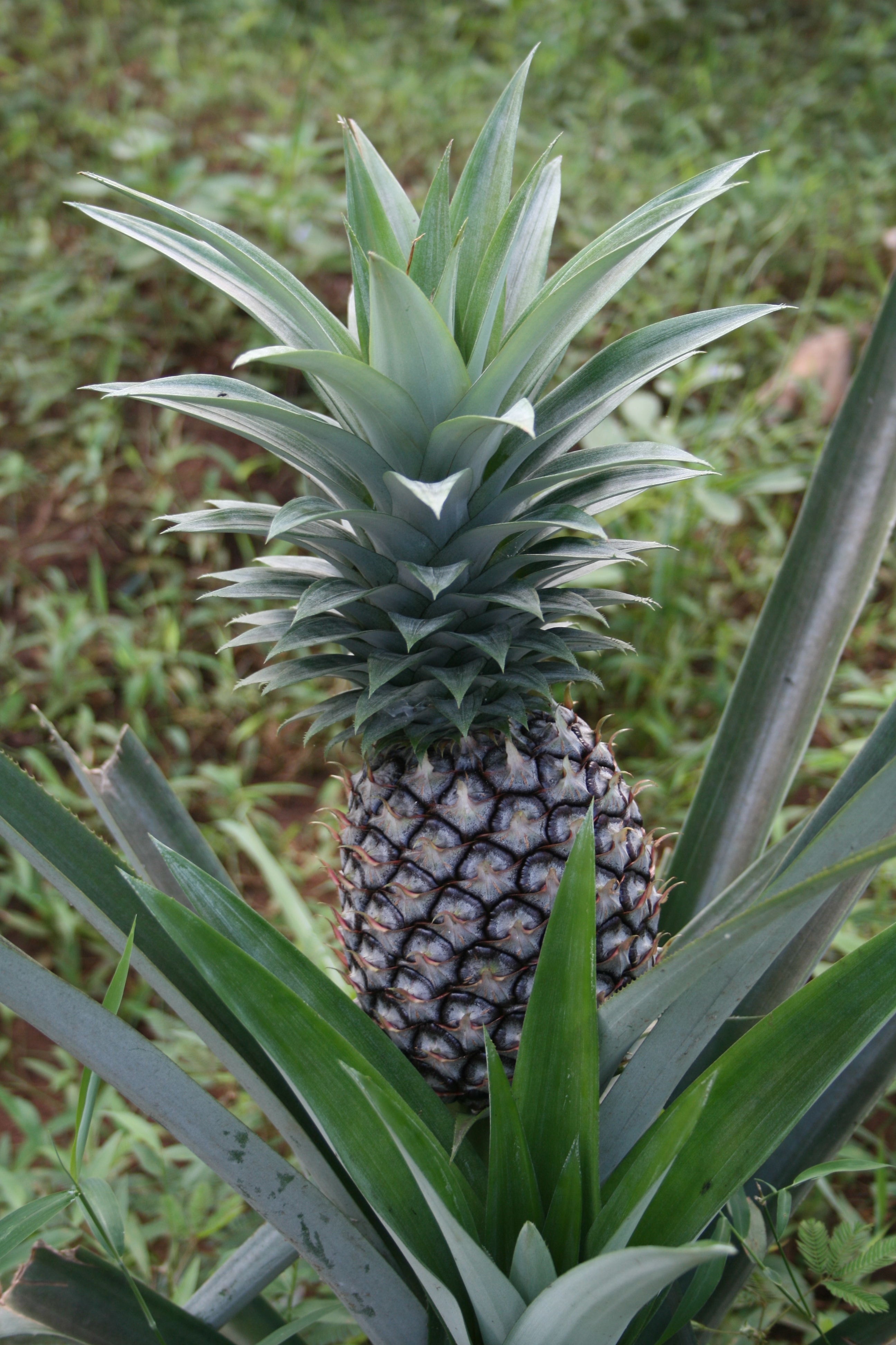 close up photo of pineapple fruit