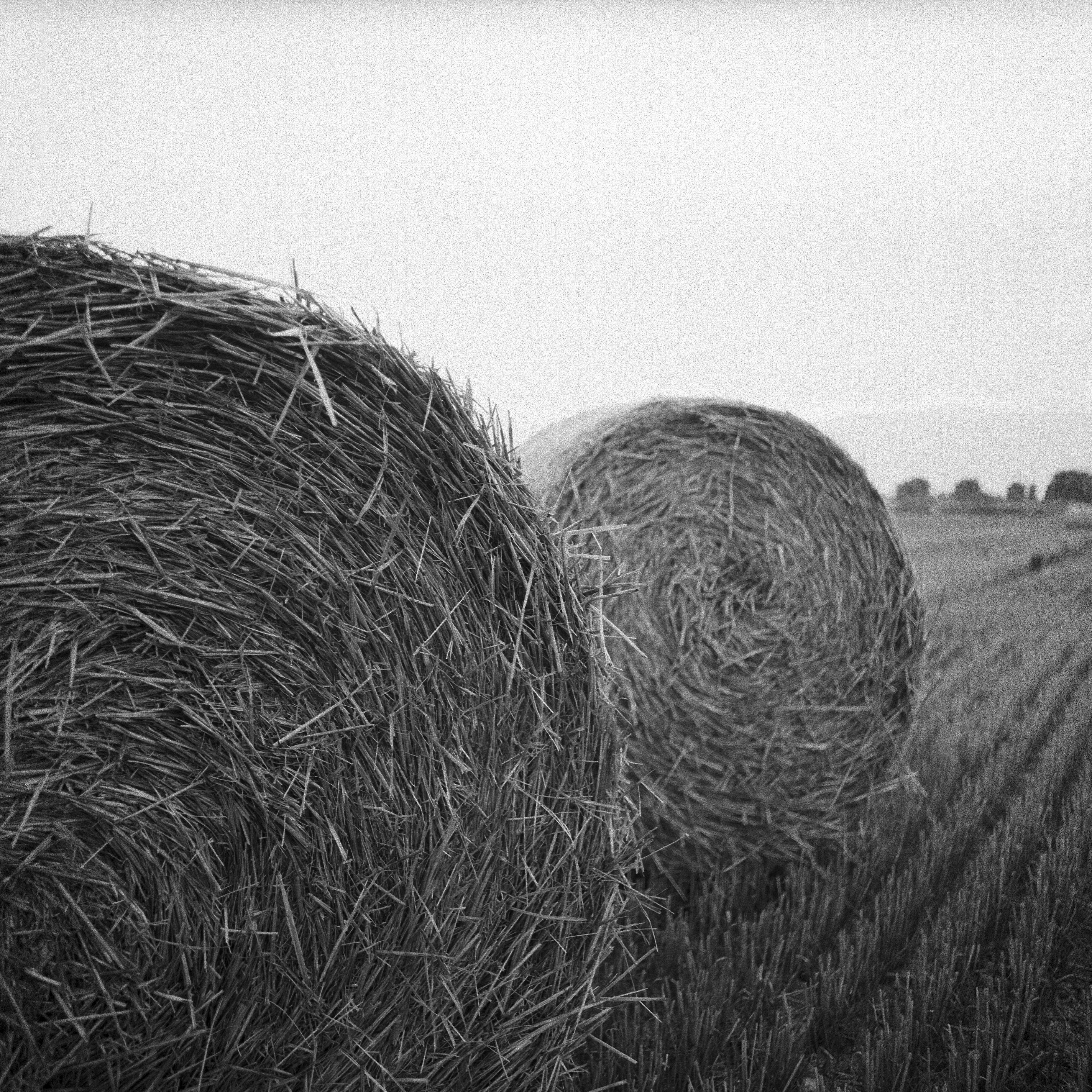 2 gray hay
