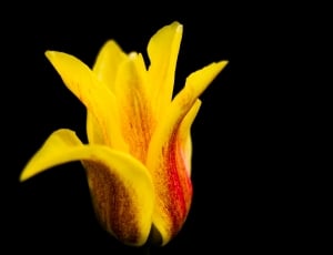 yellow-and-red petaled flower thumbnail