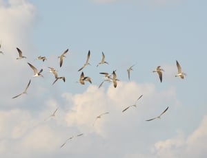 flock of beige birds thumbnail