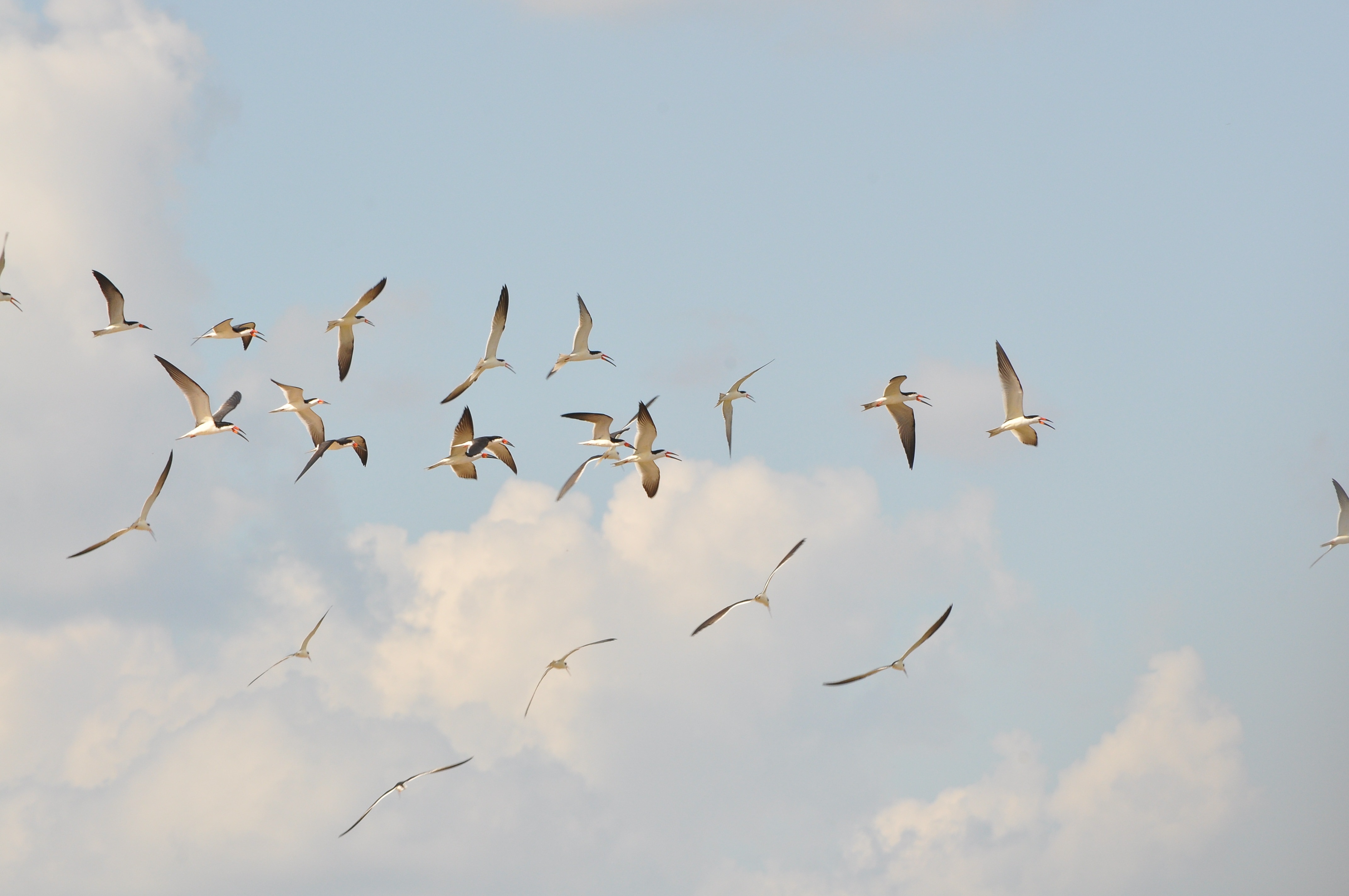 flock of beige birds