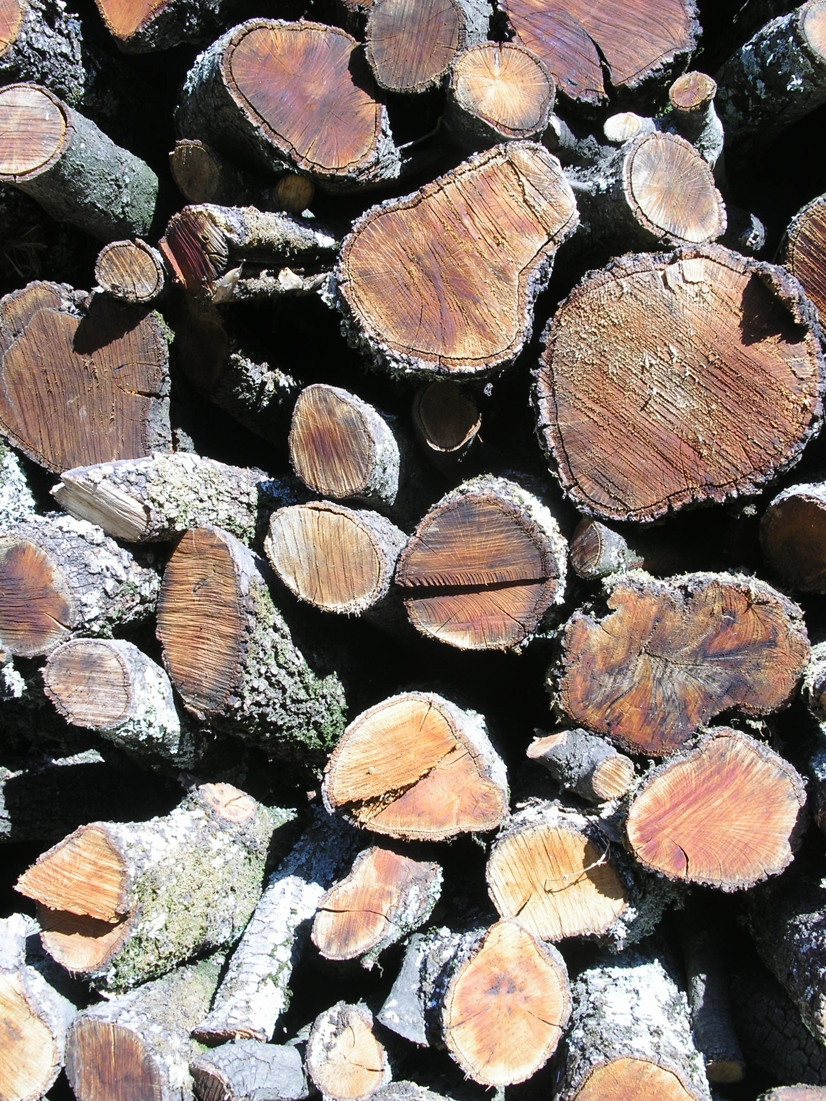 Wood, Case, Tree, Autumn, Summer, Nature, timber, log