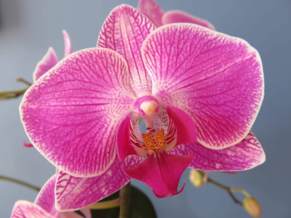 pink orchid flower preview