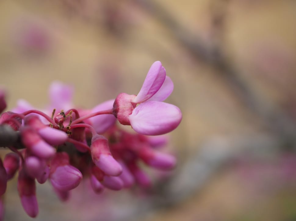 Pink, Judas Tree, Flowers, Bloom, flower, pink color preview