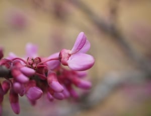 Pink, Judas Tree, Flowers, Bloom, flower, pink color thumbnail