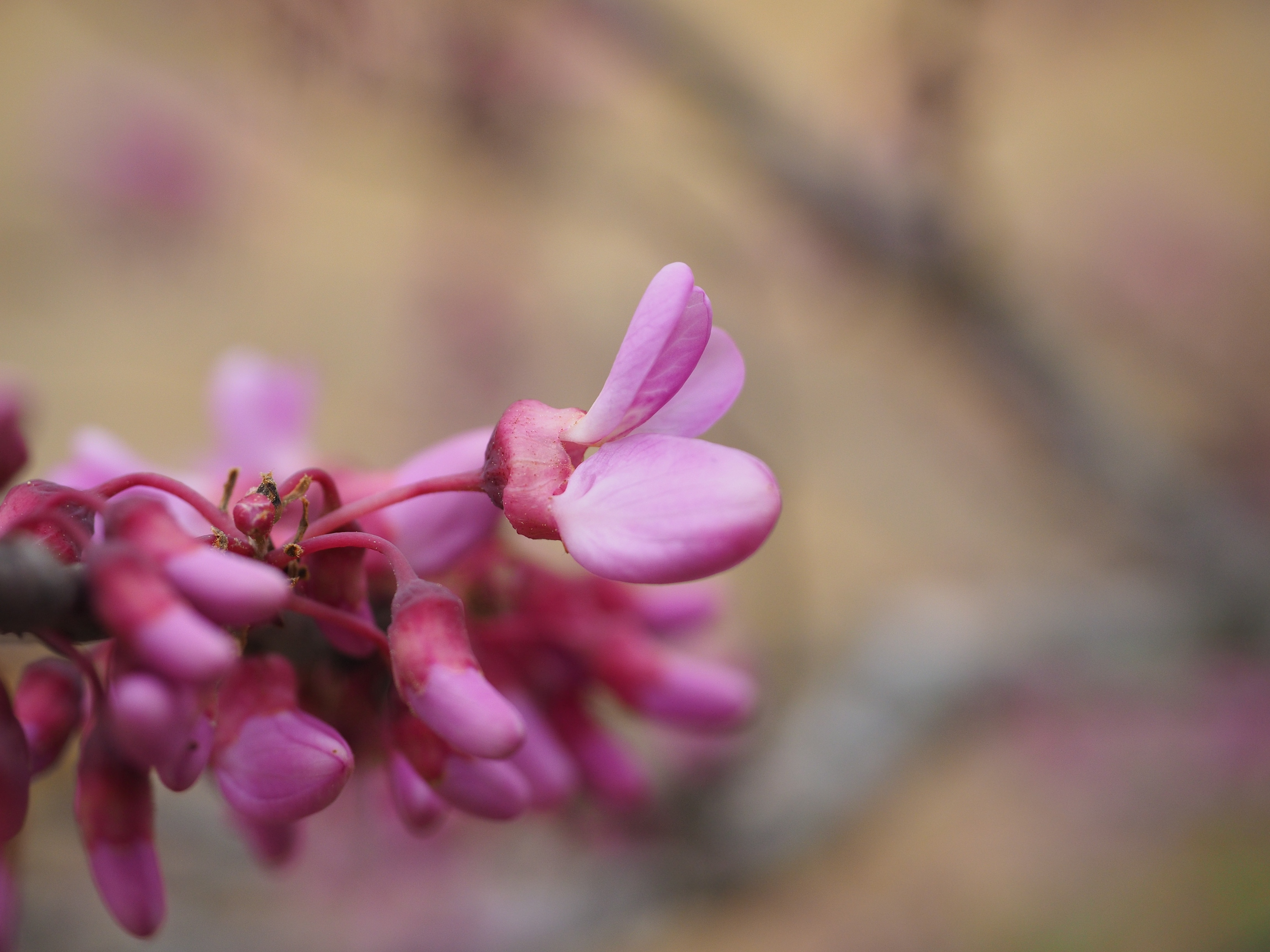 Pink, Judas Tree, Flowers, Bloom, flower, pink color