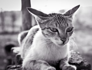 gray scale photo of short fur cat thumbnail