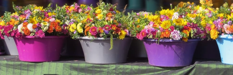 3 potted flowers preview