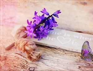 Purple, Hyacinth, Flower, flower, purple thumbnail