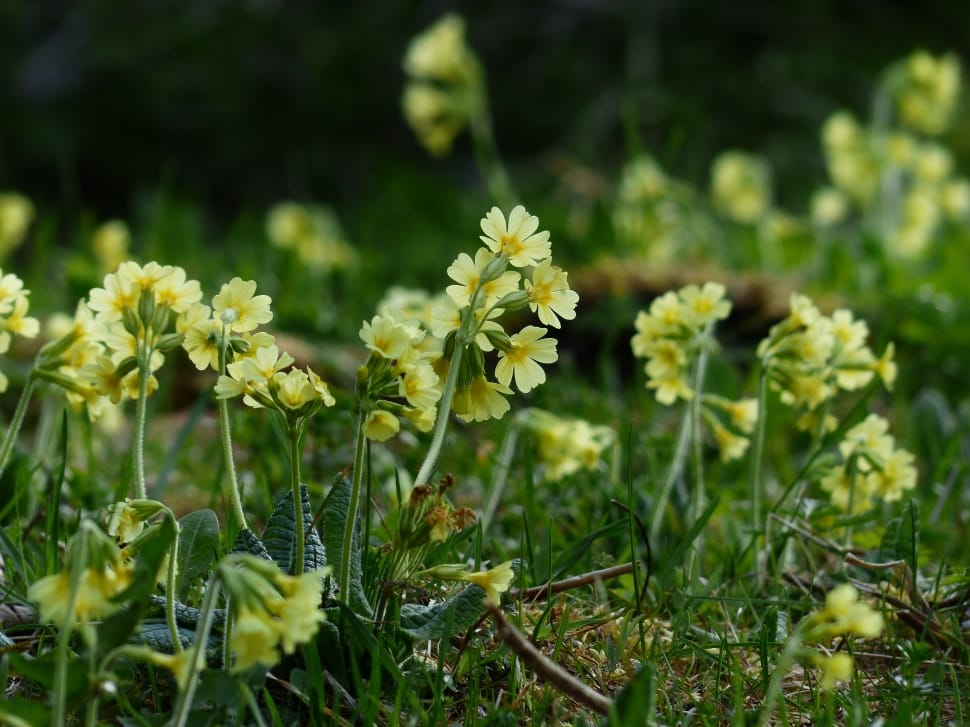 Bright Yellow, Yellow, Flowers, Cowslip, flower, plant preview