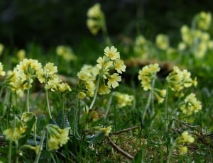 Bright Yellow, Yellow, Flowers, Cowslip, flower, plant thumbnail