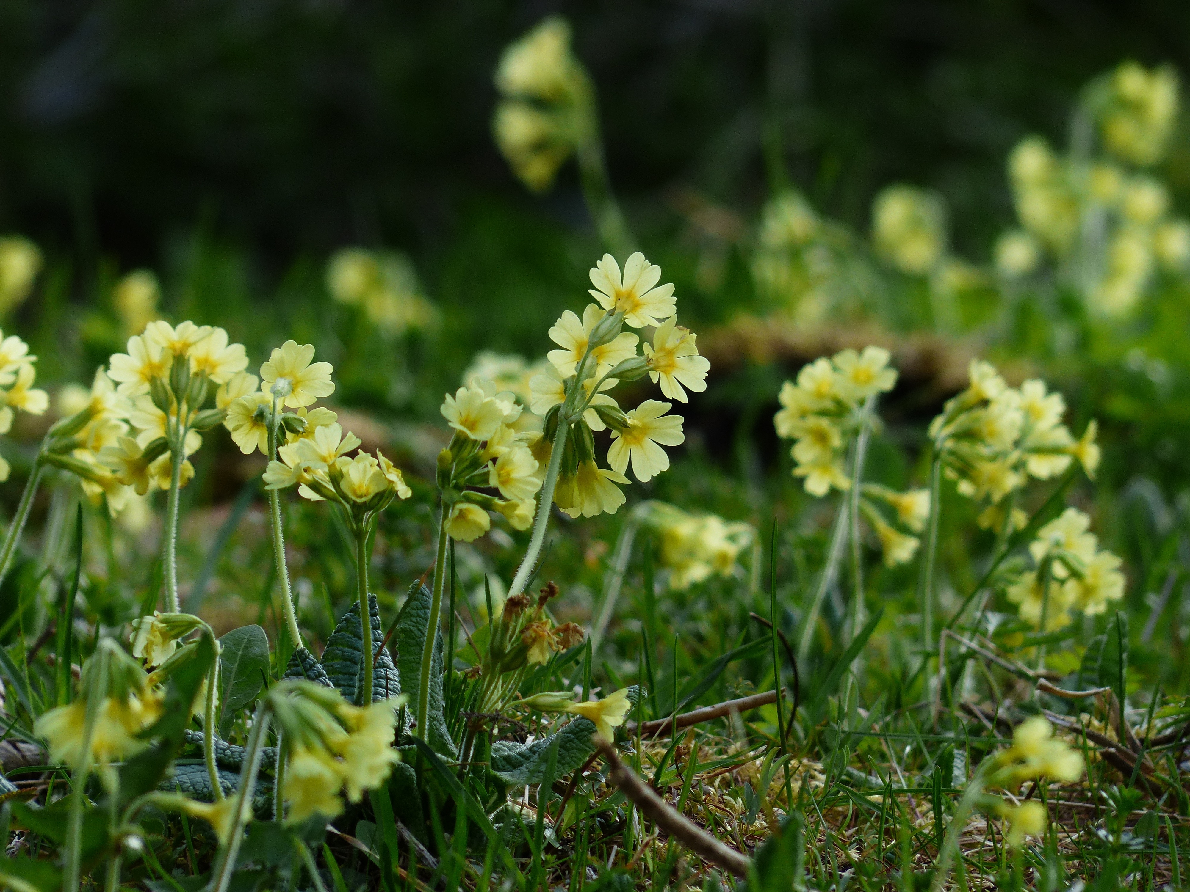 Bright Yellow, Yellow, Flowers, Cowslip, flower, plant