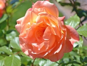 orange rose plant during daytime thumbnail