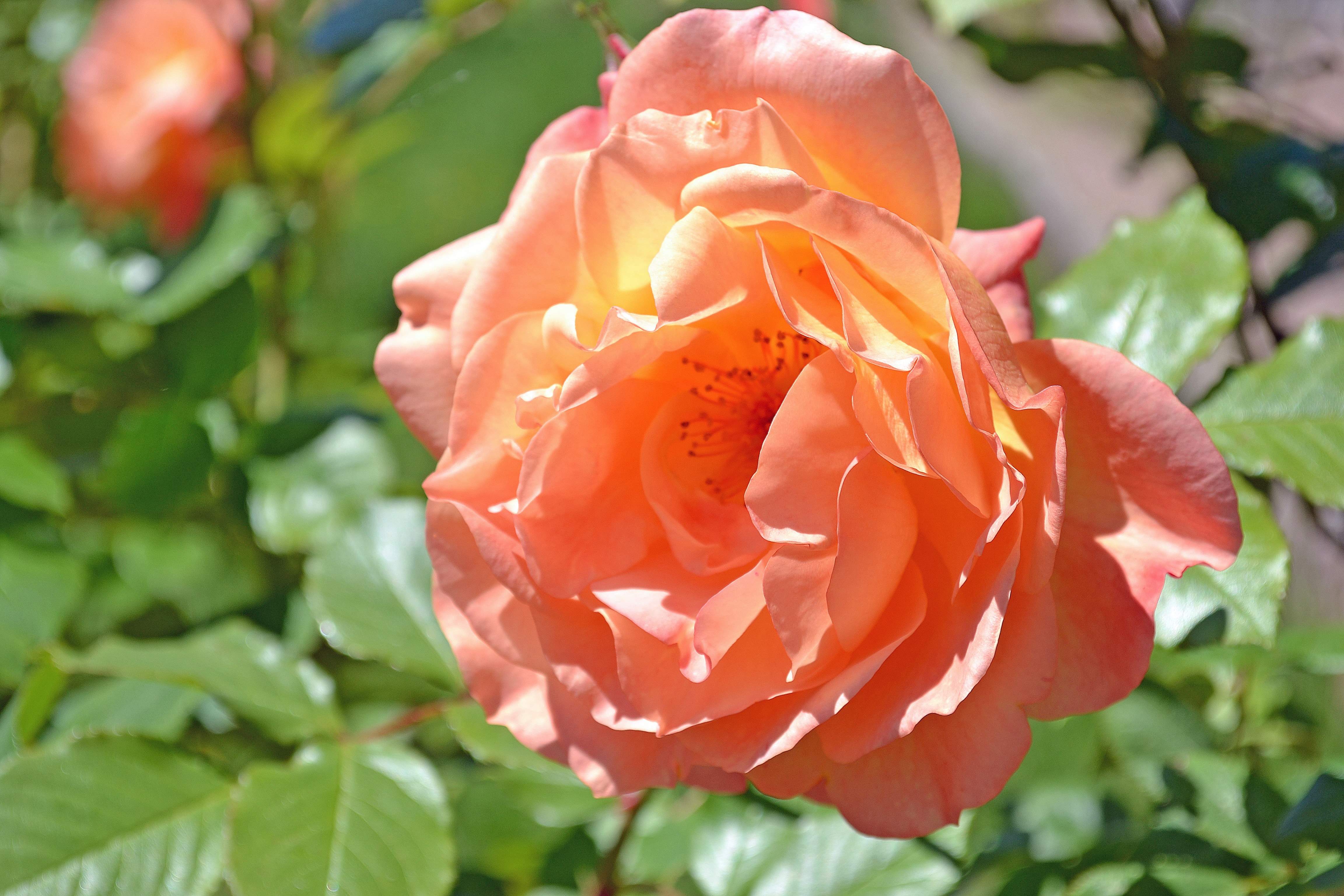 orange rose plant during daytime