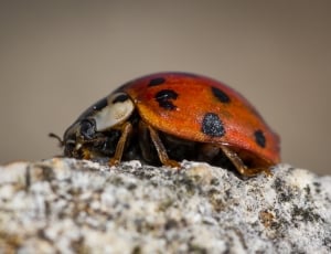 red and black lady bug thumbnail