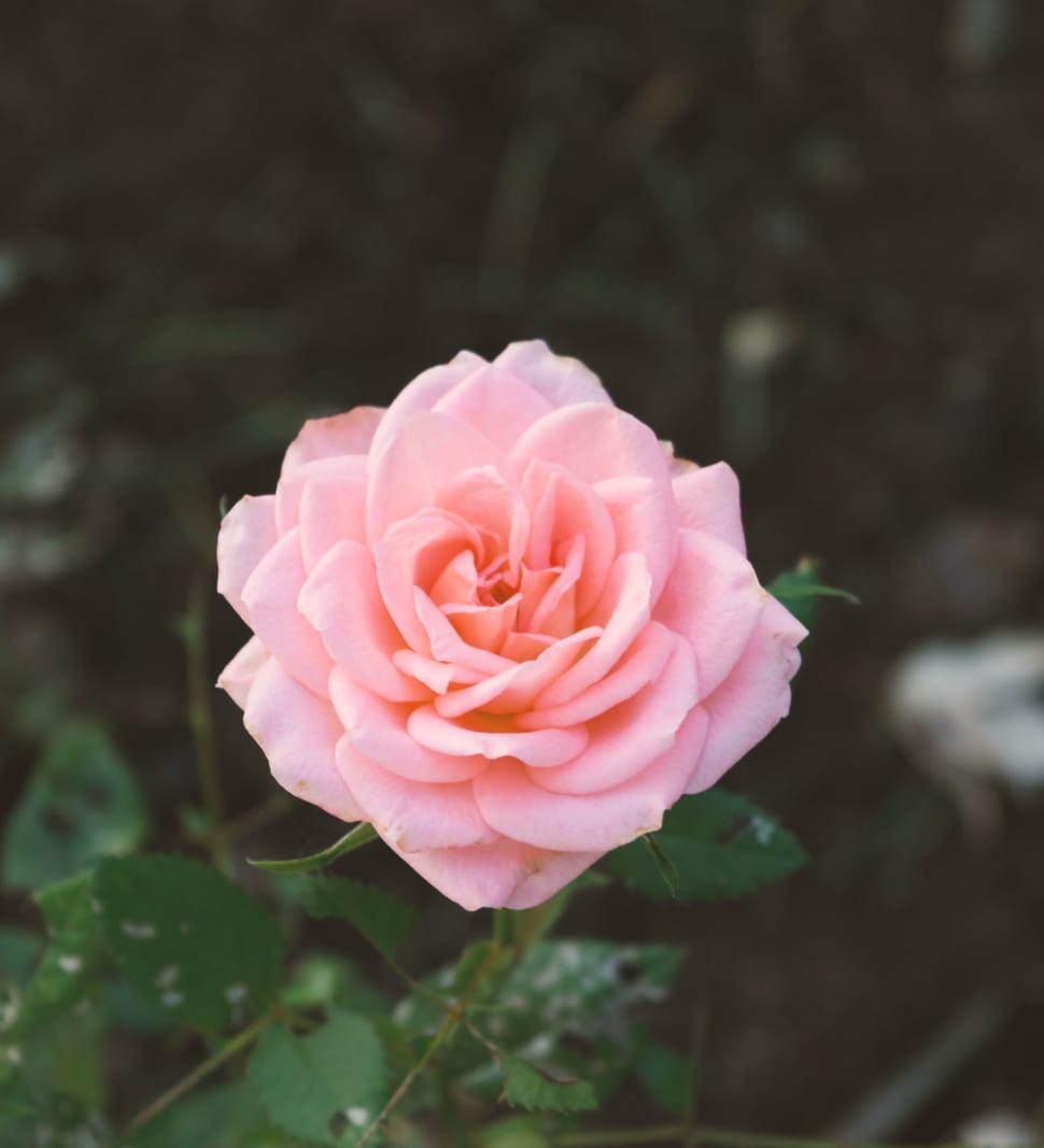 pink rose flower preview
