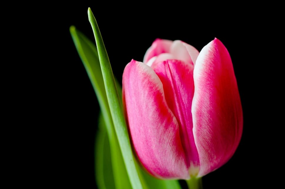 Tulip, Spring, Pink, Flower, Tulips, flower, black background preview