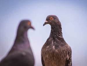 black pigeon thumbnail