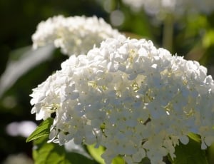 white cluster petal flower thumbnail