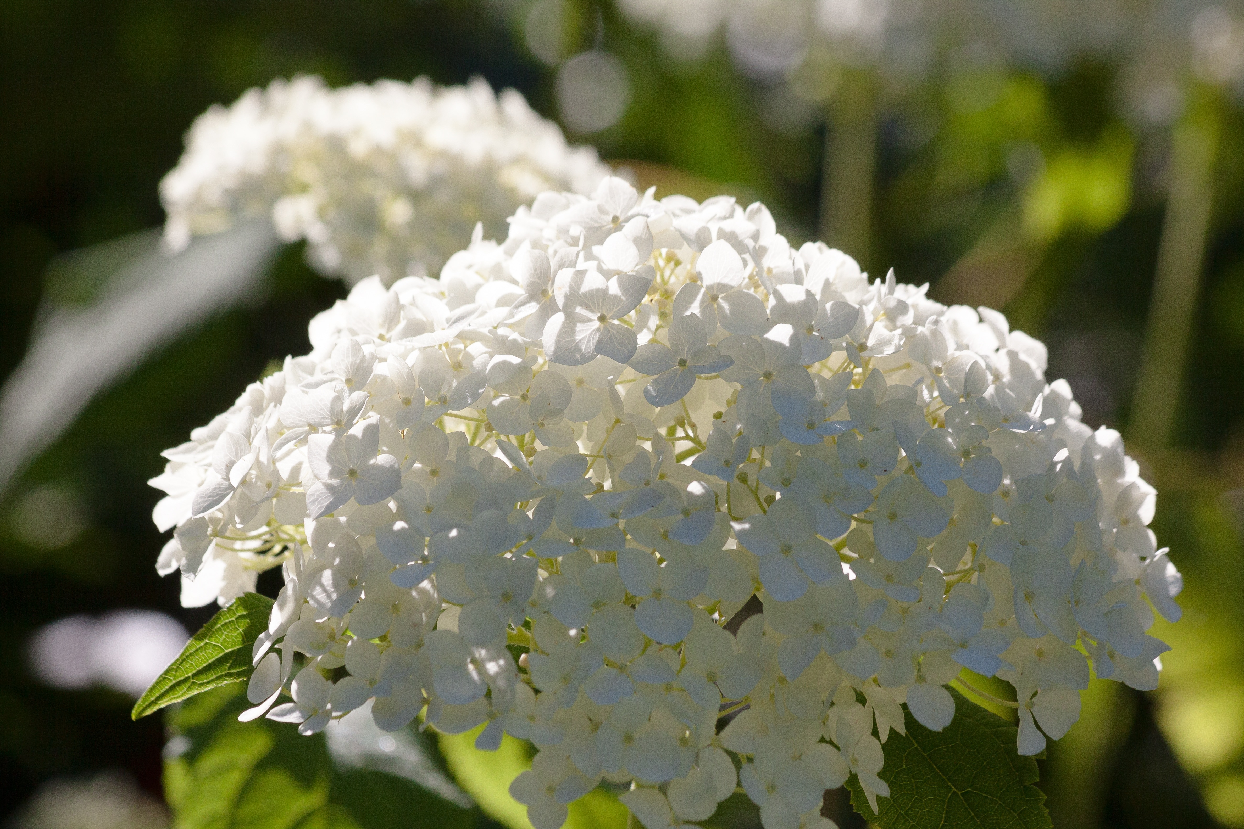 white cluster petal flower
