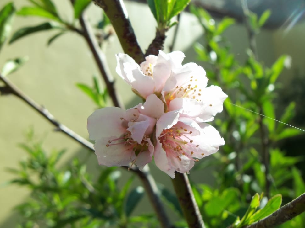 Flower, Rosa, Peach, Fruit Trees, Roses, flower, white color preview