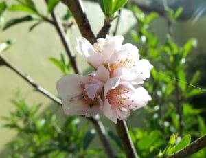 Flower, Rosa, Peach, Fruit Trees, Roses, flower, white color thumbnail