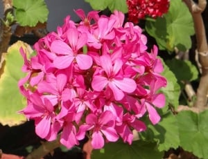 pink petal cluster flower thumbnail