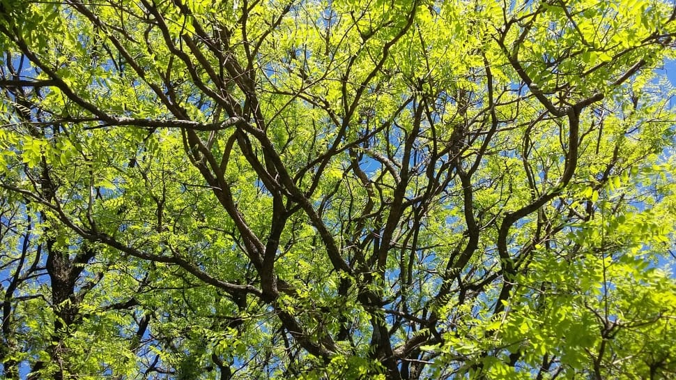 green tree under blue sky preview