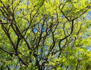 green tree under blue sky thumbnail