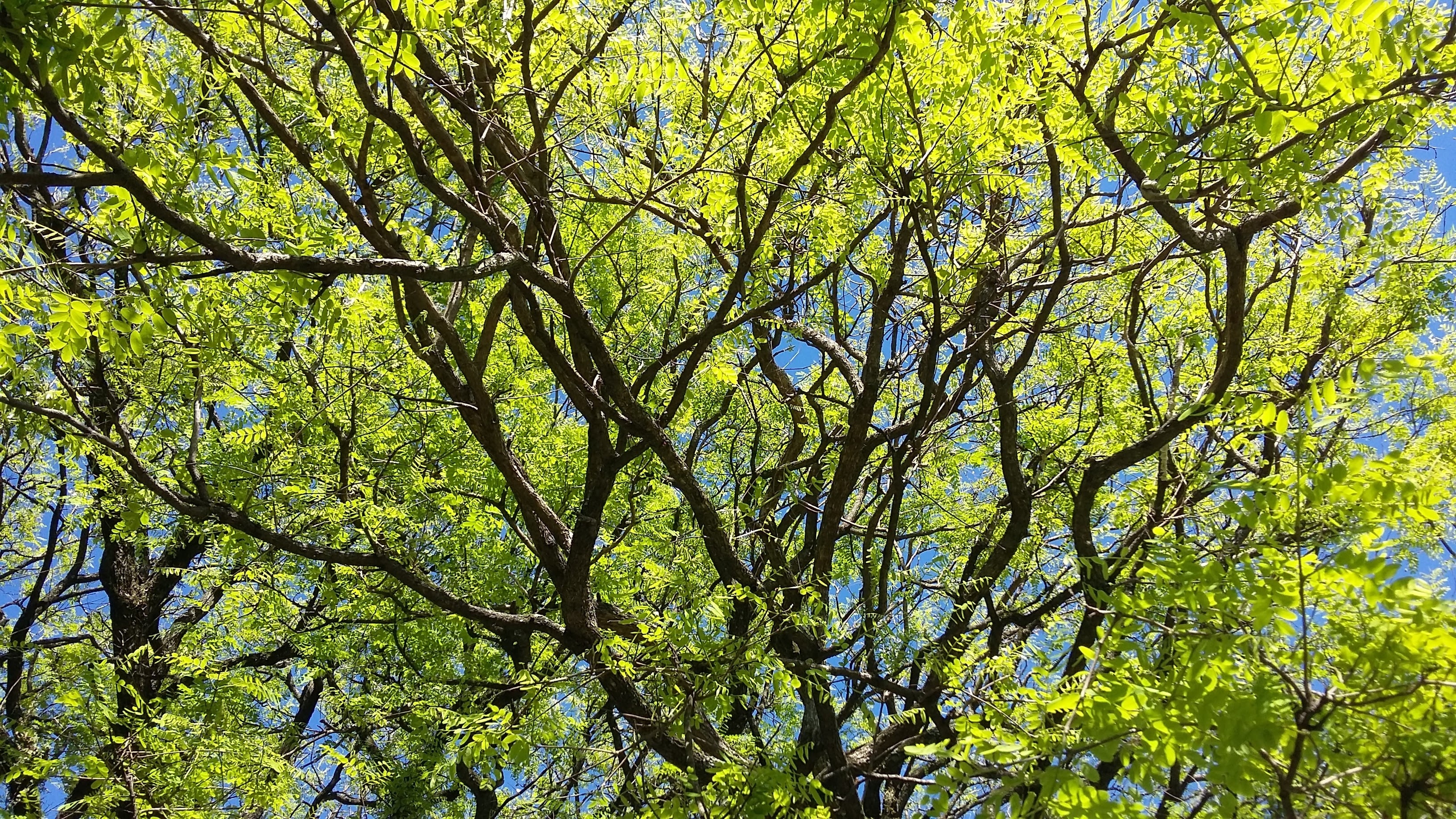 green tree under blue sky